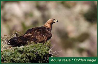 Aquila Reale