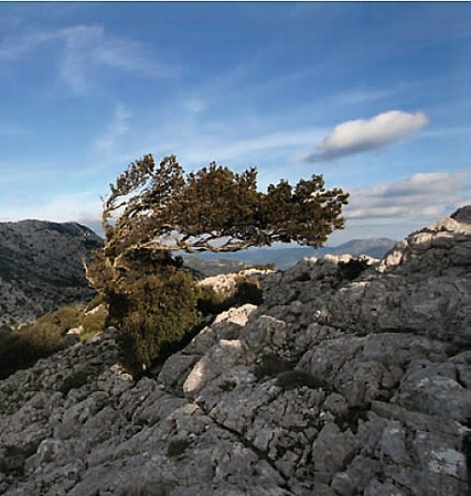Flora locale - Tasso