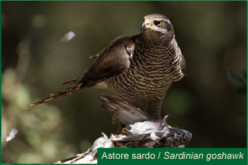 Astore Sardo