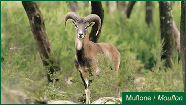Muflone